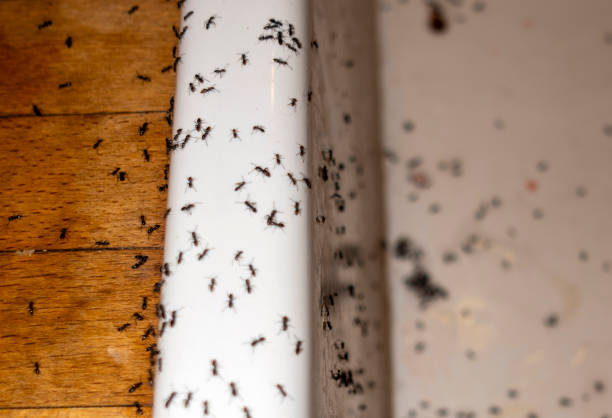 Best Local Pest Control Services  in Winslow, AZ