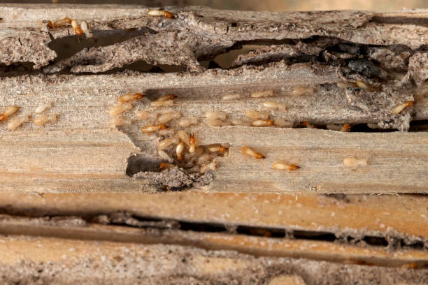 Best Rodent Control Near Me  in Winslow, AZ
